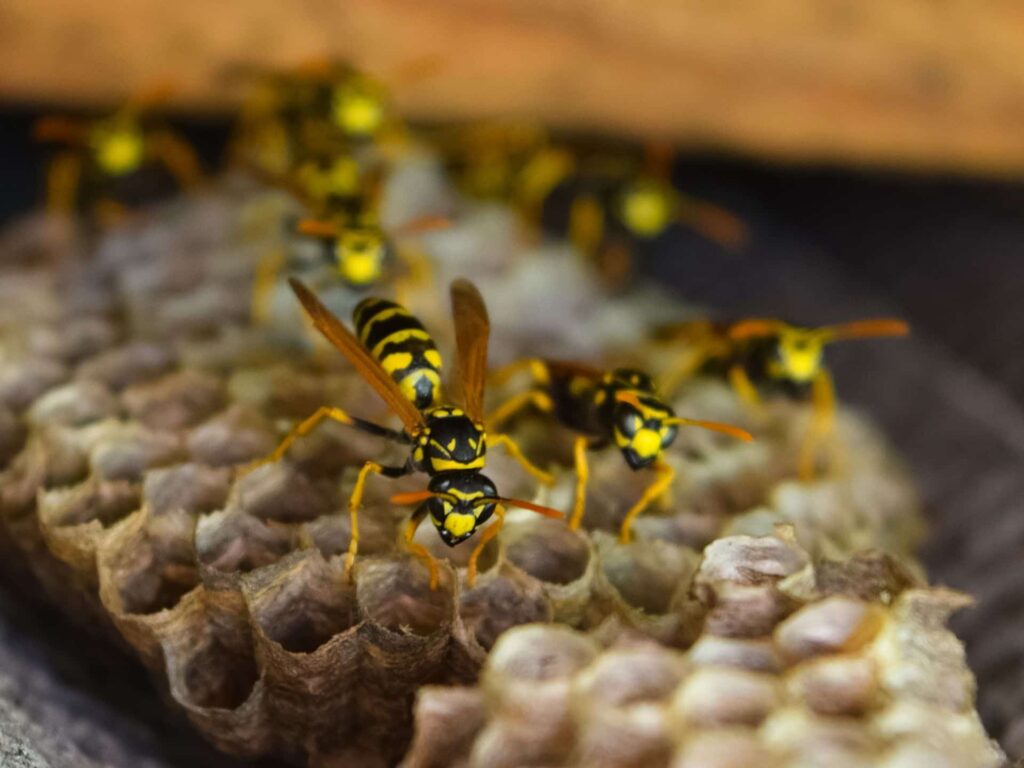 Removal of Wasp nest in residential home