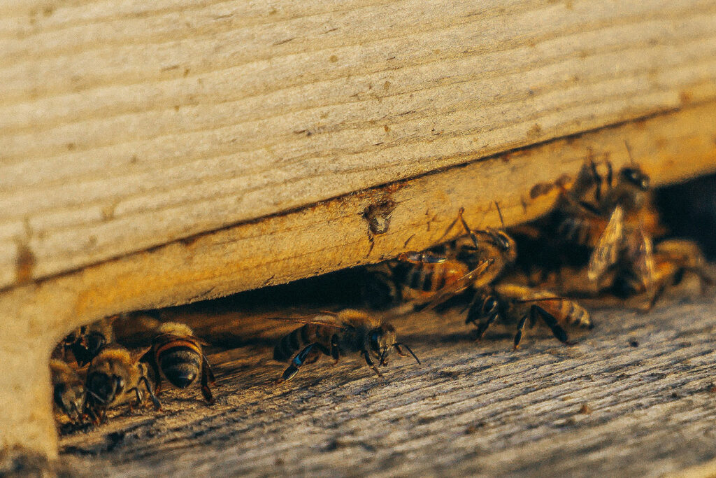 wasp nest removal for the commercial services