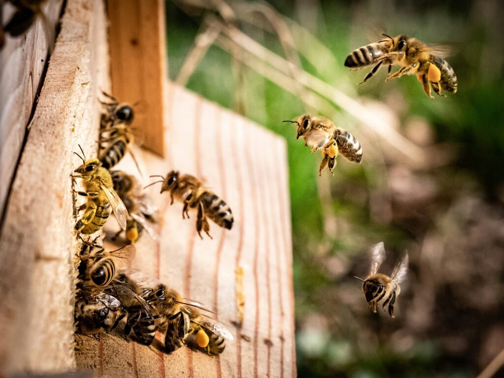 wasp nest removal services